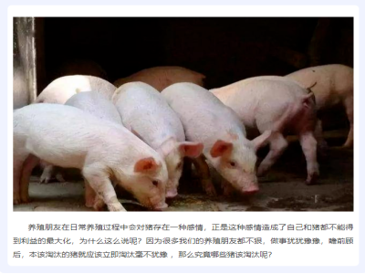 养猪一定要狠！这种猪不淘汰每天亏你几百块！