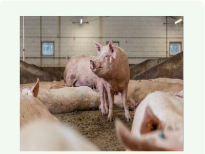 母猪分娩，这十二个要点你知道几个？