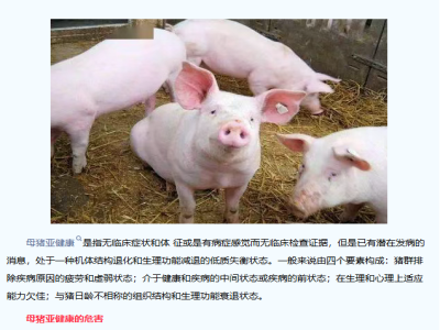 母猪亚健康不重视，仔猪出生就拉稀，损失有多大你算过吗？