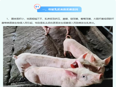 猪场母猪乳房炎危害大，教你正确防控！