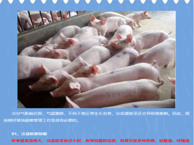 冷空气来袭，猪场如何做好猪场御寒管理？