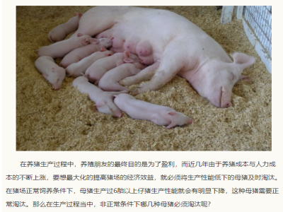 养猪，如何淘汰母猪？这样的母猪必须淘汰