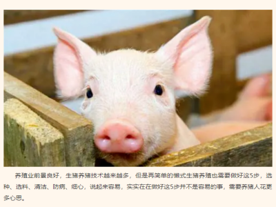 【饲养管理】养猪管理的五大细节
