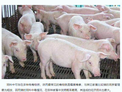 霉菌毒素中招，如何破解？