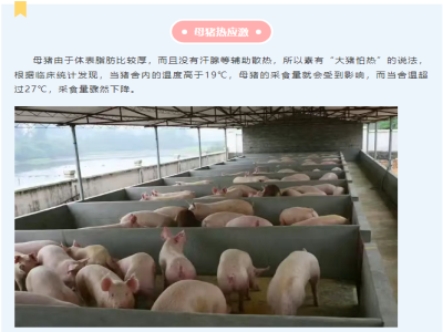 夏季养猪有“三怕”，一定要重视！