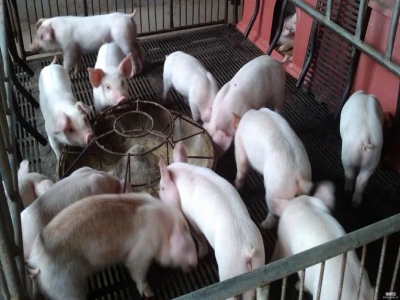 【养猪技巧】​养殖人现在谁还用脱霉剂啊？现在都在用新一代保鲜解毒剂了。