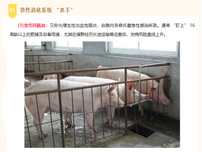 猪后腿突然瘫痪？可能是这几种病，早发现早治疗！