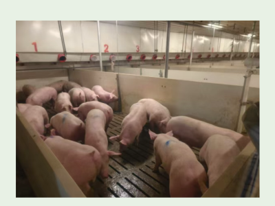 做好霉菌毒素管控，猪场疾病可降低60%以上！