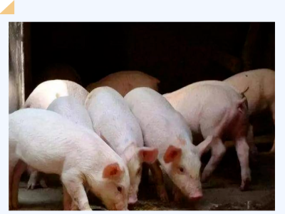 肥猪养的好不好，就看这3个指标！