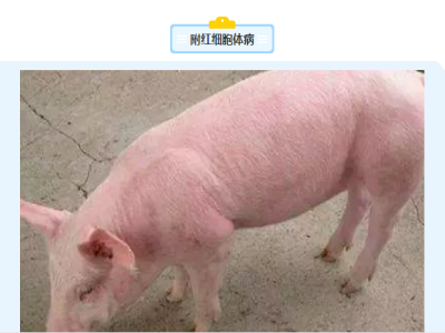 猪只皮肤出现红点，是什么原因？