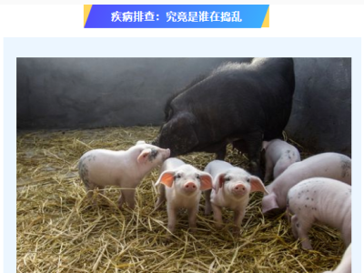 猪又喘又发烧是什么病？