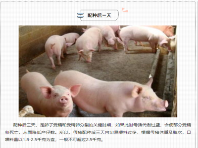 母猪从怀孕到生产，这几个“三天”很关键！