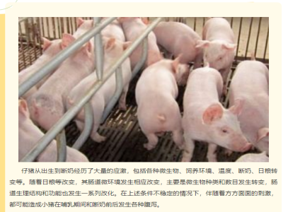 造成断奶仔猪经常性腹泻的原因是什么？