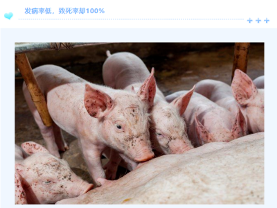 这三种猪病到底该如何鉴别呢？