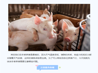 冬季养猪是最难！冬季养猪需要注意哪些问题？