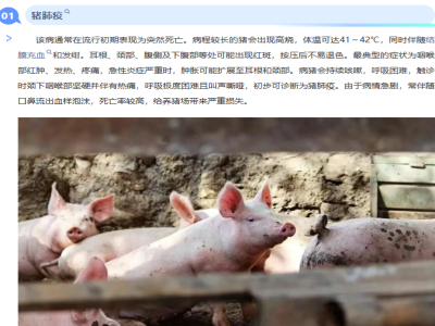 冬季猪只猝死危机：常见疾病
