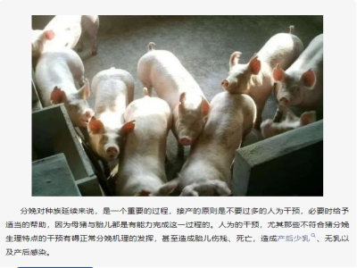 母猪顺产的“四阶段”，需要知道哪些注意哪些？