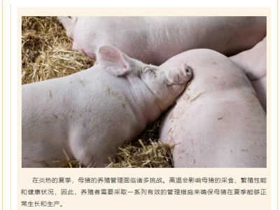 高温天气下，母猪管理有哪些注意事项？