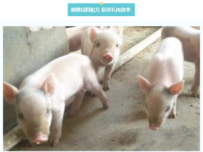 做好夏秋交接 迎养猪黄金季节