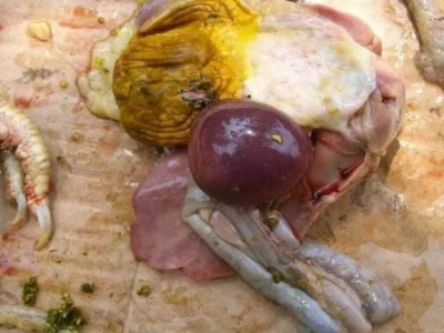 【霉菌知识】霉菌毒素对蛋鸡危害