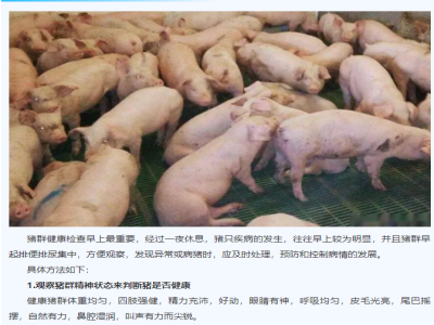 猪群每天要四查，预防疾病的发生！