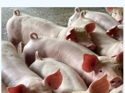 冬季给猪打疫苗，为何必须先“回暖”？