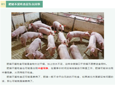 肥猪不爱吃食是怎么回事？