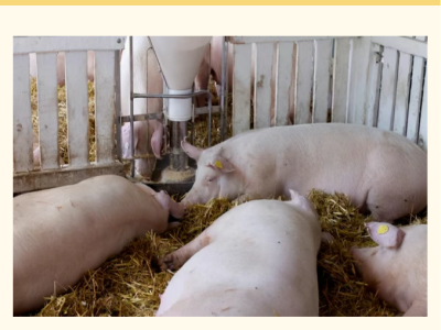 10种猪常见皮肤病变，如何轻松鉴别