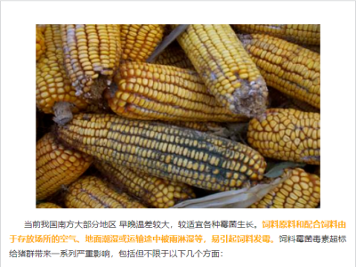 【霉菌知识】饲料霉菌毒素超标对猪群的危害与防控！