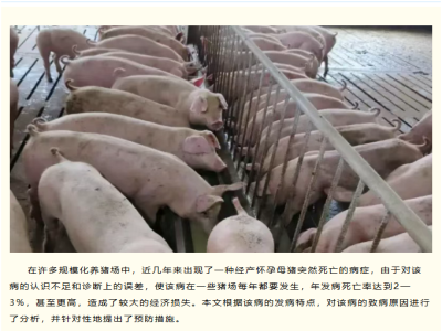 经产孕猪猝死，如何诊断