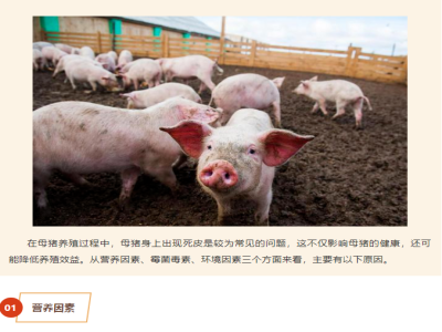 母猪身上有死皮是什么病造成的？