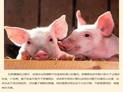 怎么解决猪不吃食的问题？