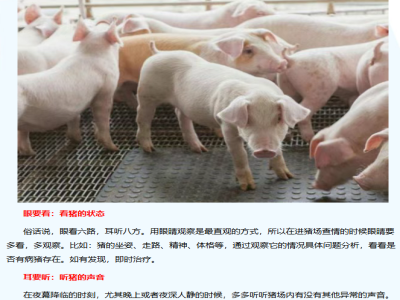 猪场管理的6个妙招，你学会了吗？