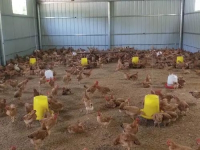 【霉菌知识】霉菌毒素对养鸡业的七大危害你知道吗？