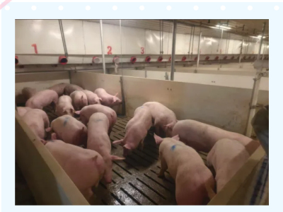 秋冬蓝耳病，这场“病毒战”怎么打？