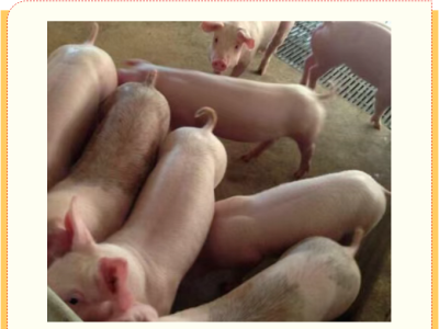 猪病预防，这几种管理技巧值得养猪人学习！