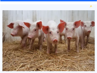 冬季谨防这两类因素，影响猪群健康！