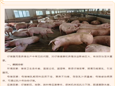 仔猪腹泻是什么原因导致的？如何防治？