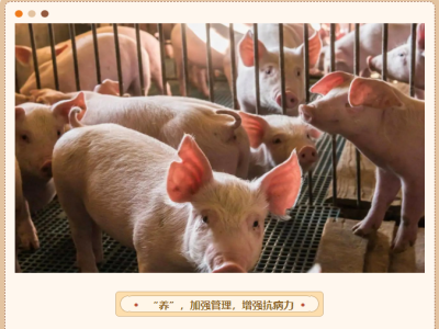 养好猪，做好这四点不可或缺！