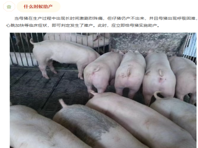 母猪助产：何时出手、准备啥、如何操作？