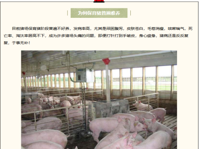 保育猪难养问题多，快看看都有哪些原因