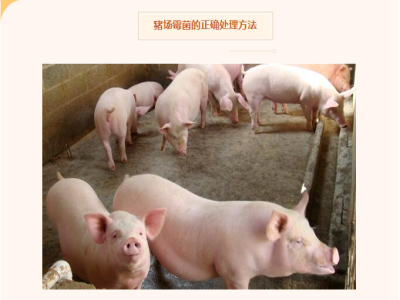 收藏这几点让你快速解决猪场霉菌毒素！