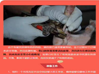 【养猪管理】怎样给猪断尾?点赞收藏以下10个流程 ！