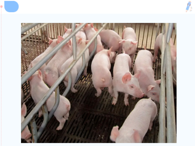 猪高烧不退就卖猪？别急！先分清这7种病，否则损失惨重！