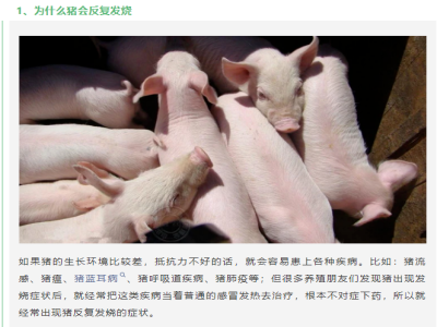 为什么猪会出现反复发烧？