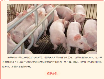 猪只皮肤出现红点、发红，怎么回事？