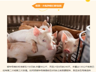 牢记这四点，分分钟提高母猪产仔率！