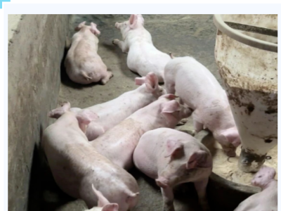 猪为啥爱咬尾？