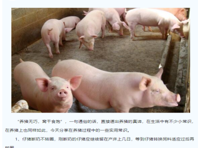 养猪人必须牢记的“养猪小常识”
