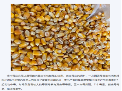 【霉菌知识】养鸡场预防饲料霉变的具体措施和要点！